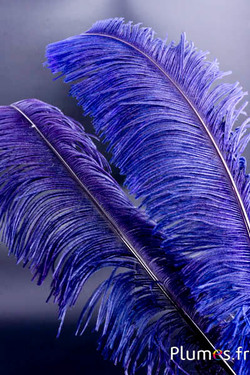 Struisvogel gesneden - 50-60 cm - bosbes